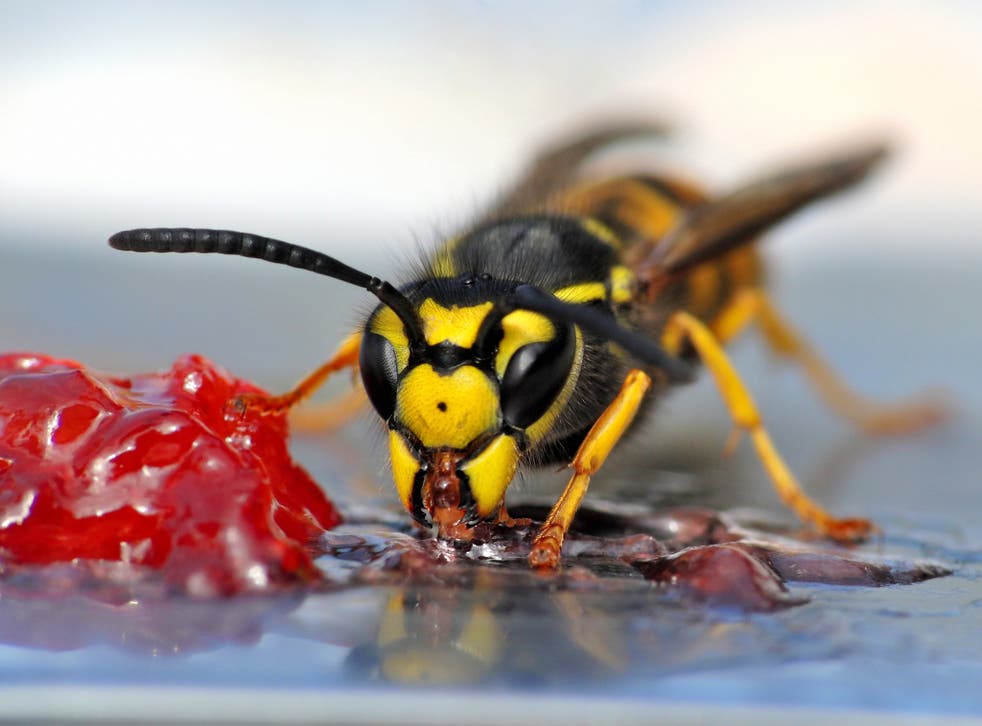 species to eradicate  - Wasps