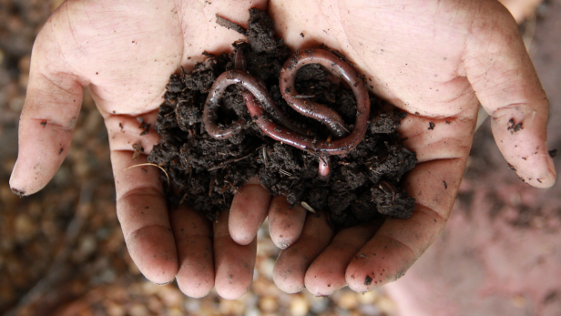 fake popular facts - earthworms nematodes - 20