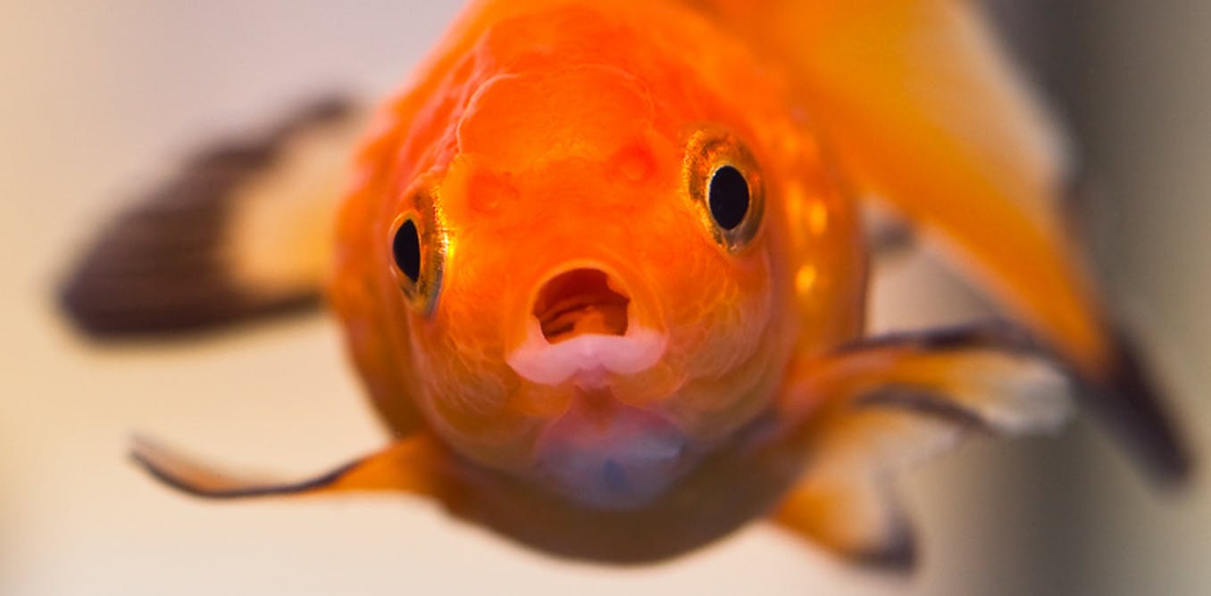 fake popular facts - goldfish face - .