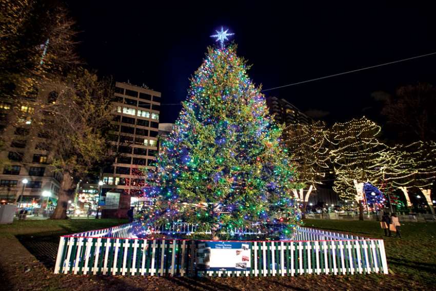 halifax boston christmas tree