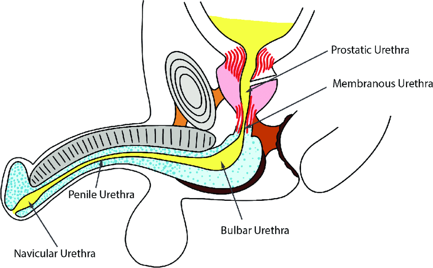 poorly designed body parts - male urethra