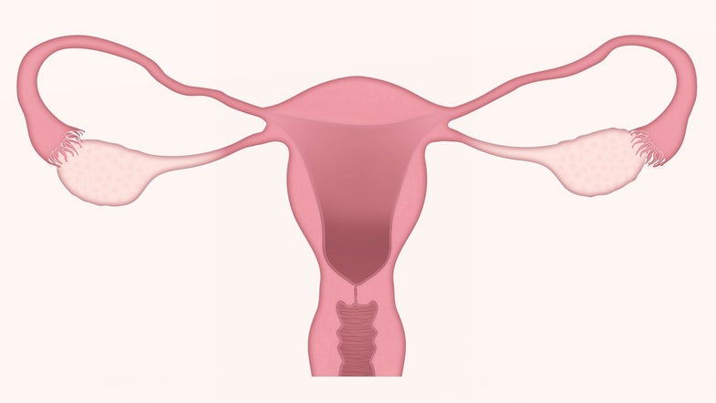 poorly designed body parts - Ovaries & Uterus