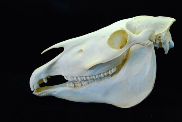 new year's eve - horse skull
