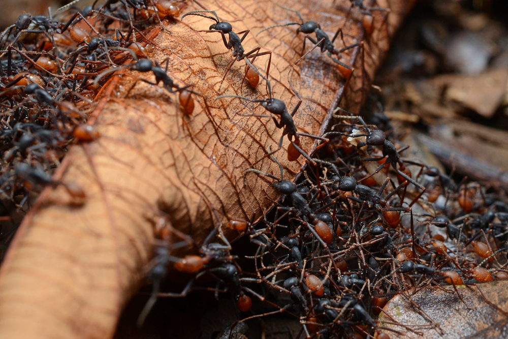 scary science facts - army ants