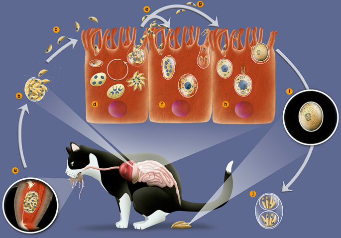 scary science facts - toxoplasmosis cyst