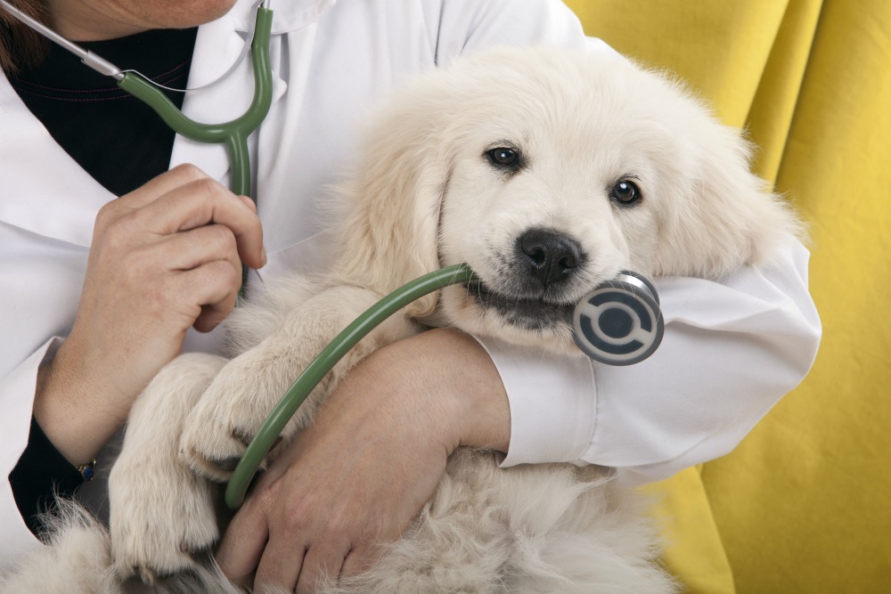 things that are too expensive - dog vet