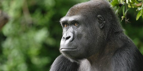 impossible to fathom facts - western lowland gorilla cute