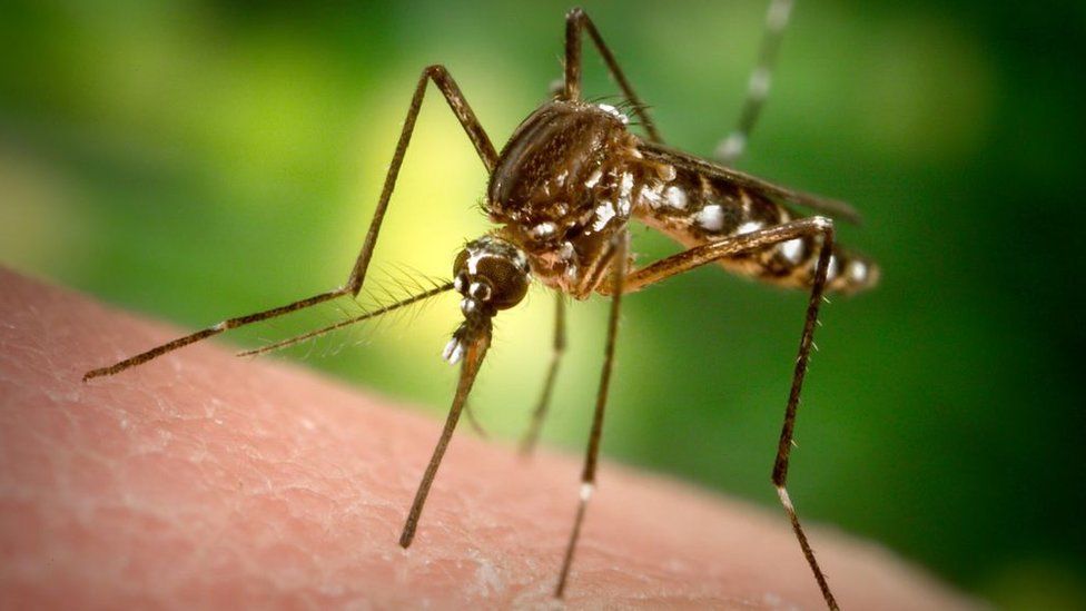 There are almost no mosquitoes in Disney World (Florida) even though it is in a swampy territory abundant with bugs. They have a sophisticated mosquito surveillance program to try and eliminate them quickly.