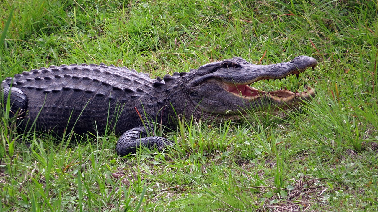 Zigzag to escape an alligator. <br><br>

Alligators can turn, but can/will only run in short bursts. Just run as fast as you can.<br><br>
 
- u/SolitaireyEgg