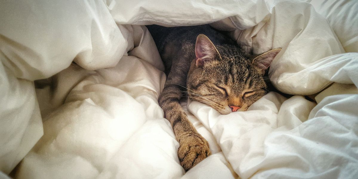 hard to leave places - cat sleeping in bed