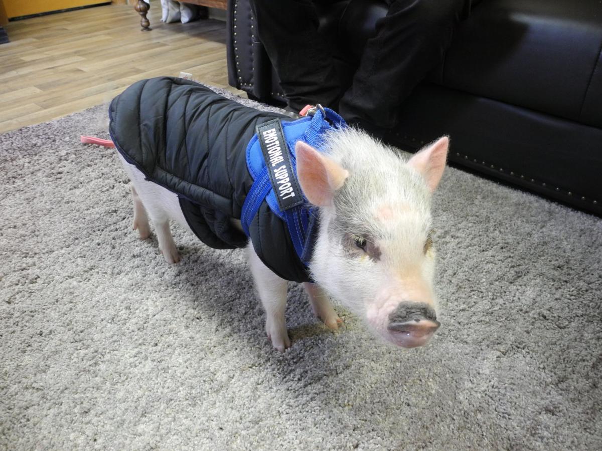 small town scandals - emotional support animal pig - Emotional Support