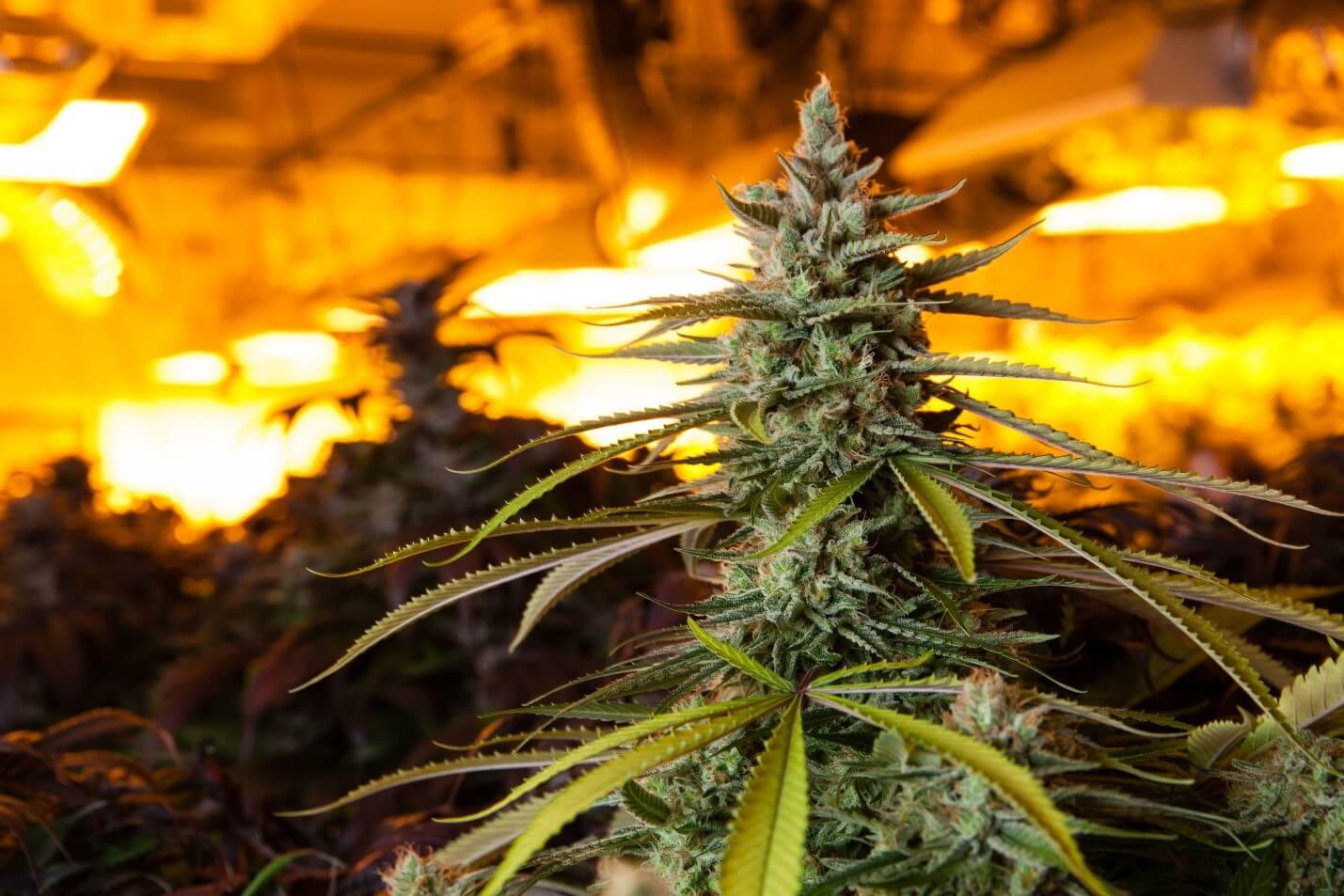 the future is doomed - indoor flowering marijuana plants