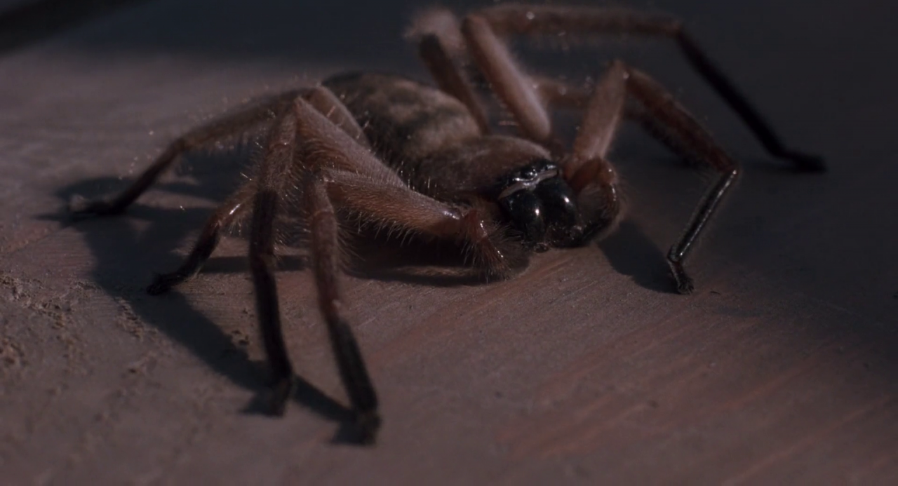 false facts - - arachnophobia movie spider