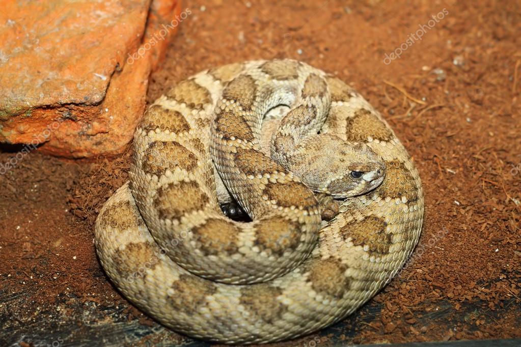 heart-stopping moments - Was moving a rattlesnake in a screen top terrarium and it struck the screen spraying my face with venom. Washed my face and had a friend babysit me for the rest of the night in case symptoms of envenomation started (it was a neuro
