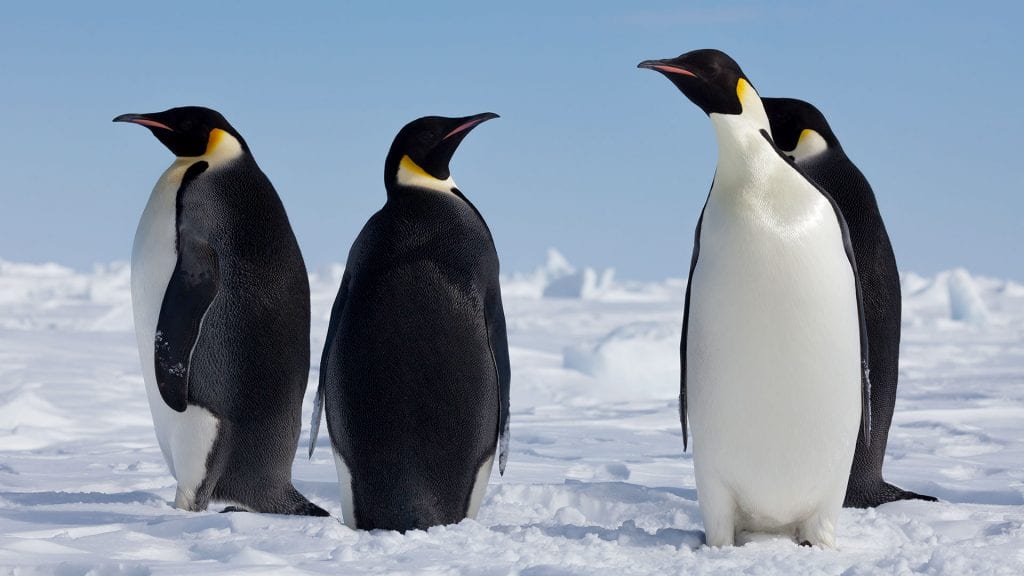 lies from childhood - I learned in Kindergarten that emperor penguins were the same height as us