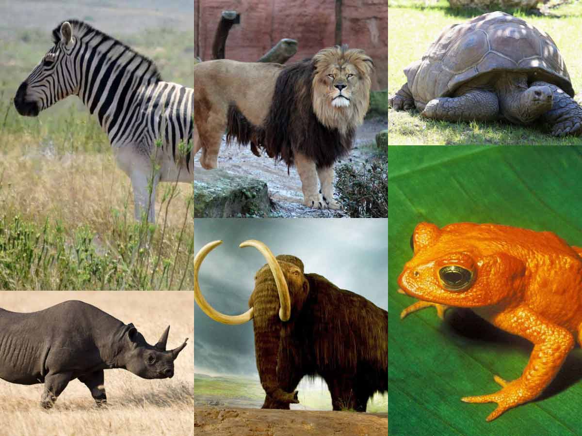 doomsday signs - all extinct animals