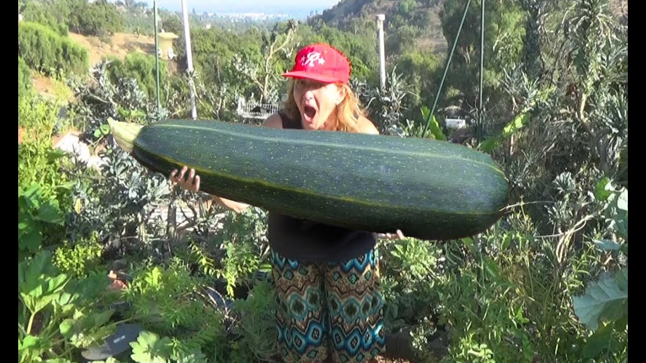 bigger isn't better --  Zucchini