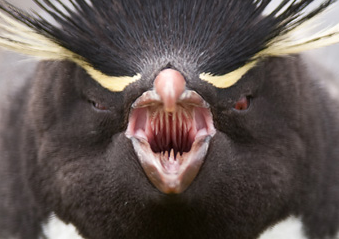 NSFW History Facts - penguin teeth