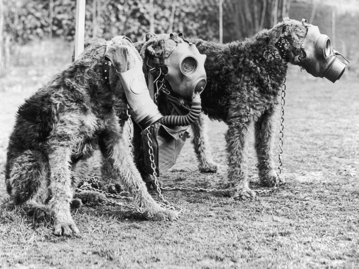 NSFW History Facts - dog gas mask