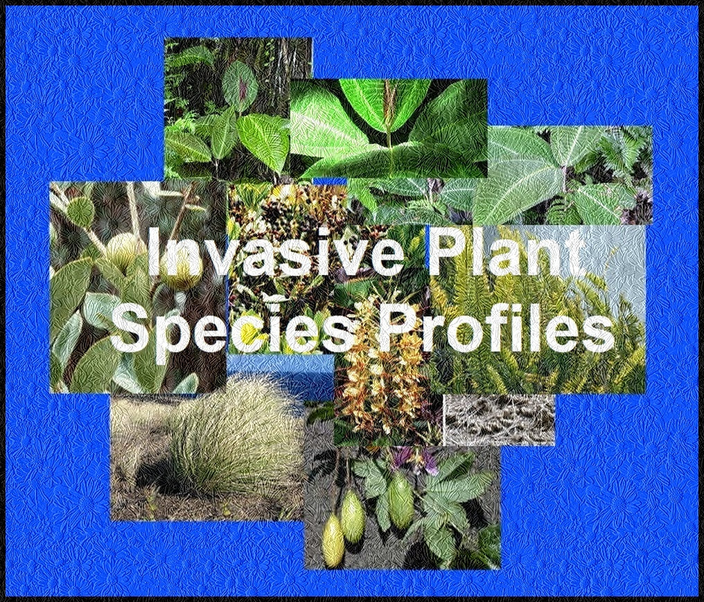 tired of explaining - Why we need to stop planting exotic plant species.