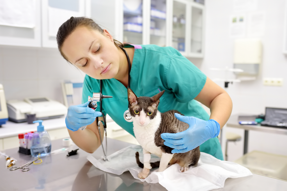 Jobs that deserve higher pay -veterinary technician
