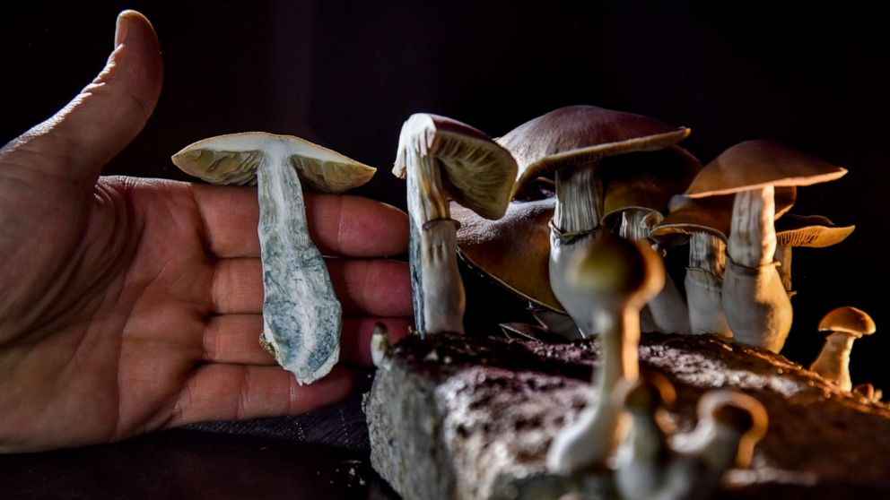 teachers fired - magic mushrooms