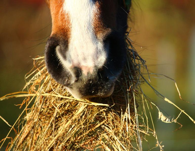 That horse poop contains hay that comes from the inside of the horse. For the longest time (24 years) I thought that someone would put hay over horse poop to cover it - similar to picking up after your dog. I never really thought about it much beyond that. One day, I was backpacking and wondering why someone would cover up horse poop in the middle of the wilderness. Then it clicked - horses eat hay! Horses poop hay! I felt like an idiot that day and still do! -u/emj159753