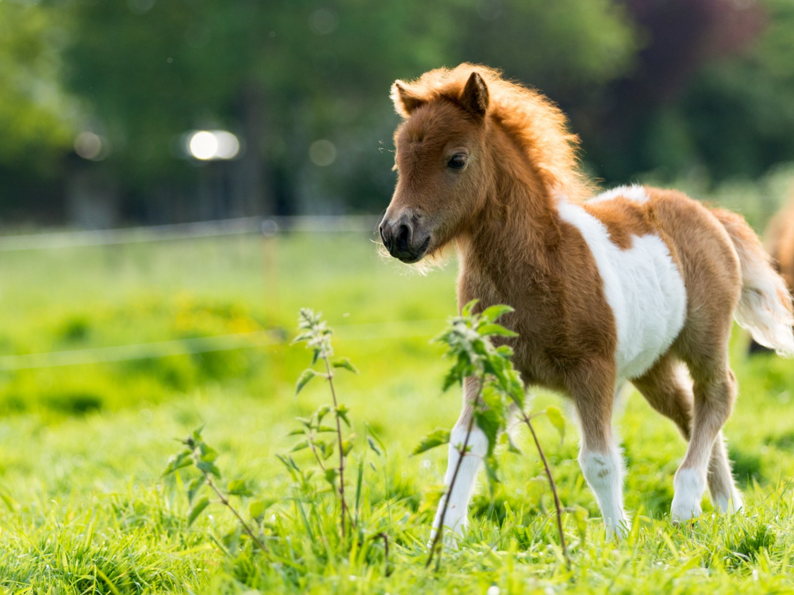 Ponies are NOT baby horses. -u/phrygN