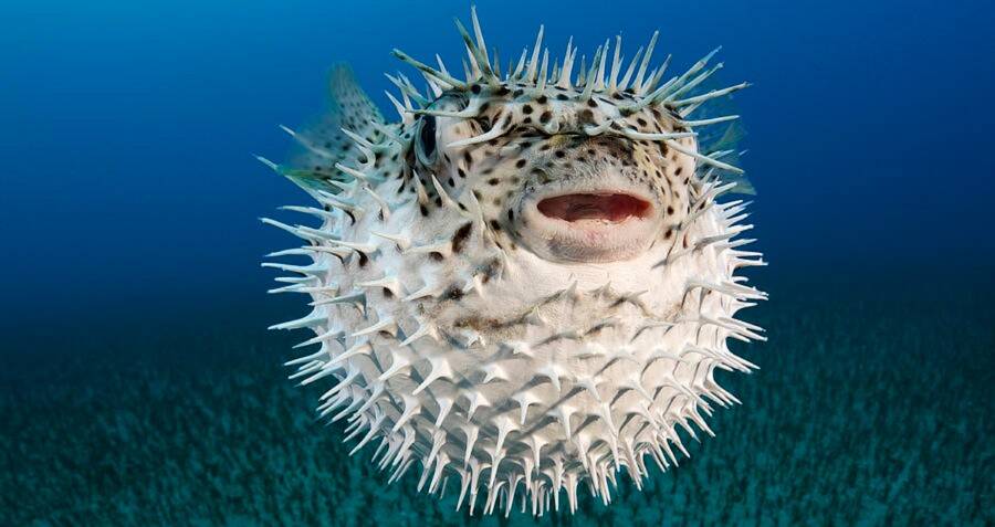 That pufferfish don't use air to inflate. -u/skewed-perceptions