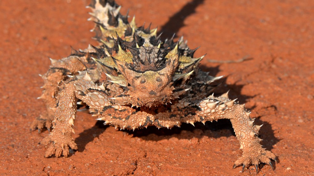 surprisingly uncommon things - The frequency of dangerous Australian animals.