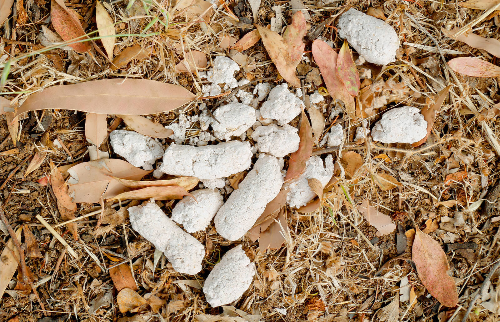 Things that disappeared without a trace - white dog poo