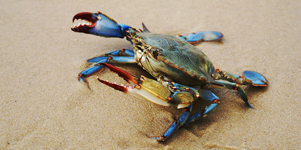 Blue crabs will eat anything within a few days and will mutilate bones beyond recognition -u/AmberSoul99