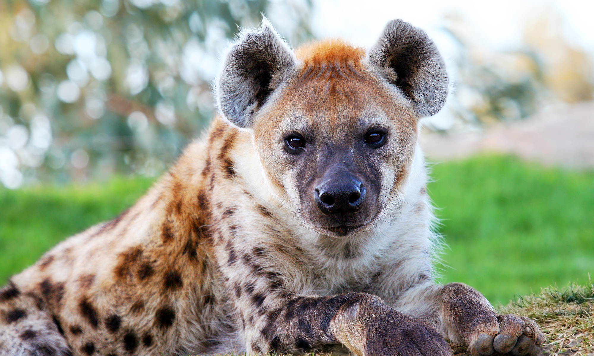 Dark Facts - hyena animal