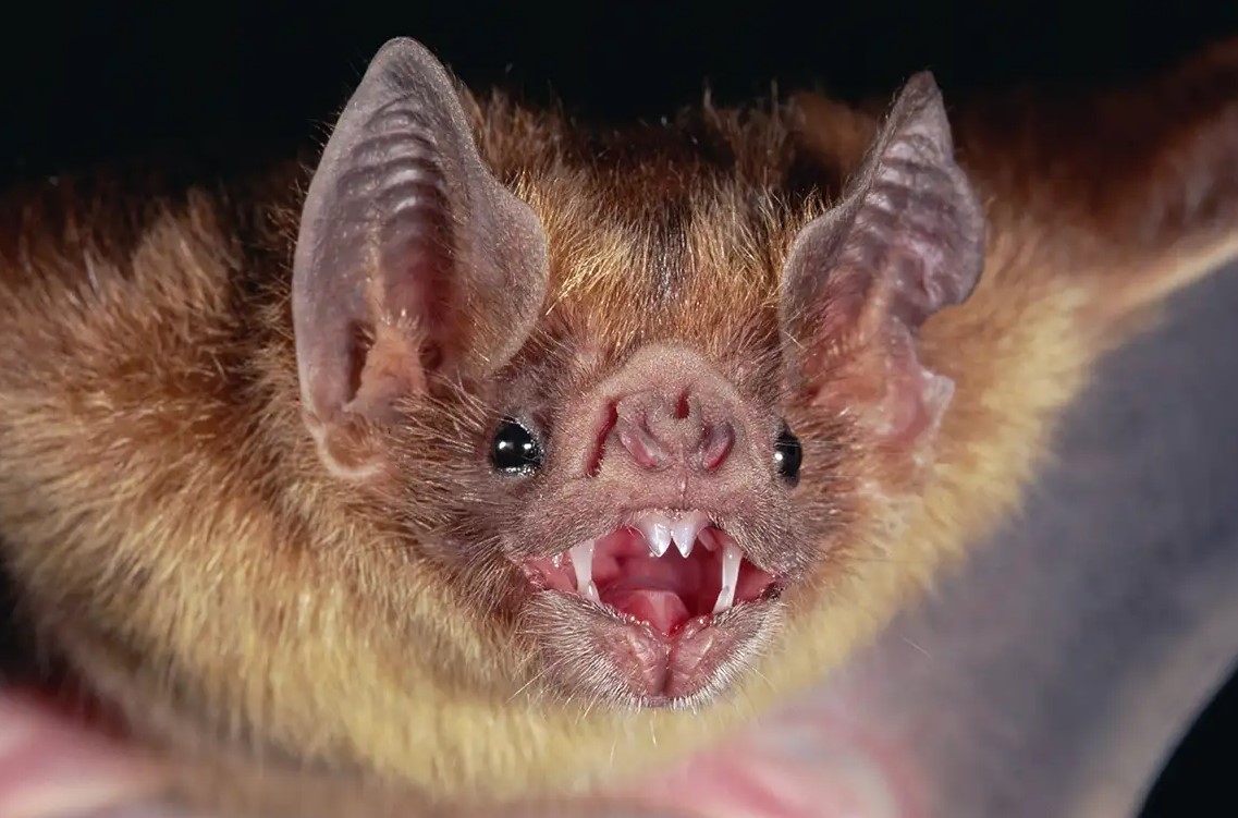One quarter of all mammal species are bats. -u/-mushroom-cat-