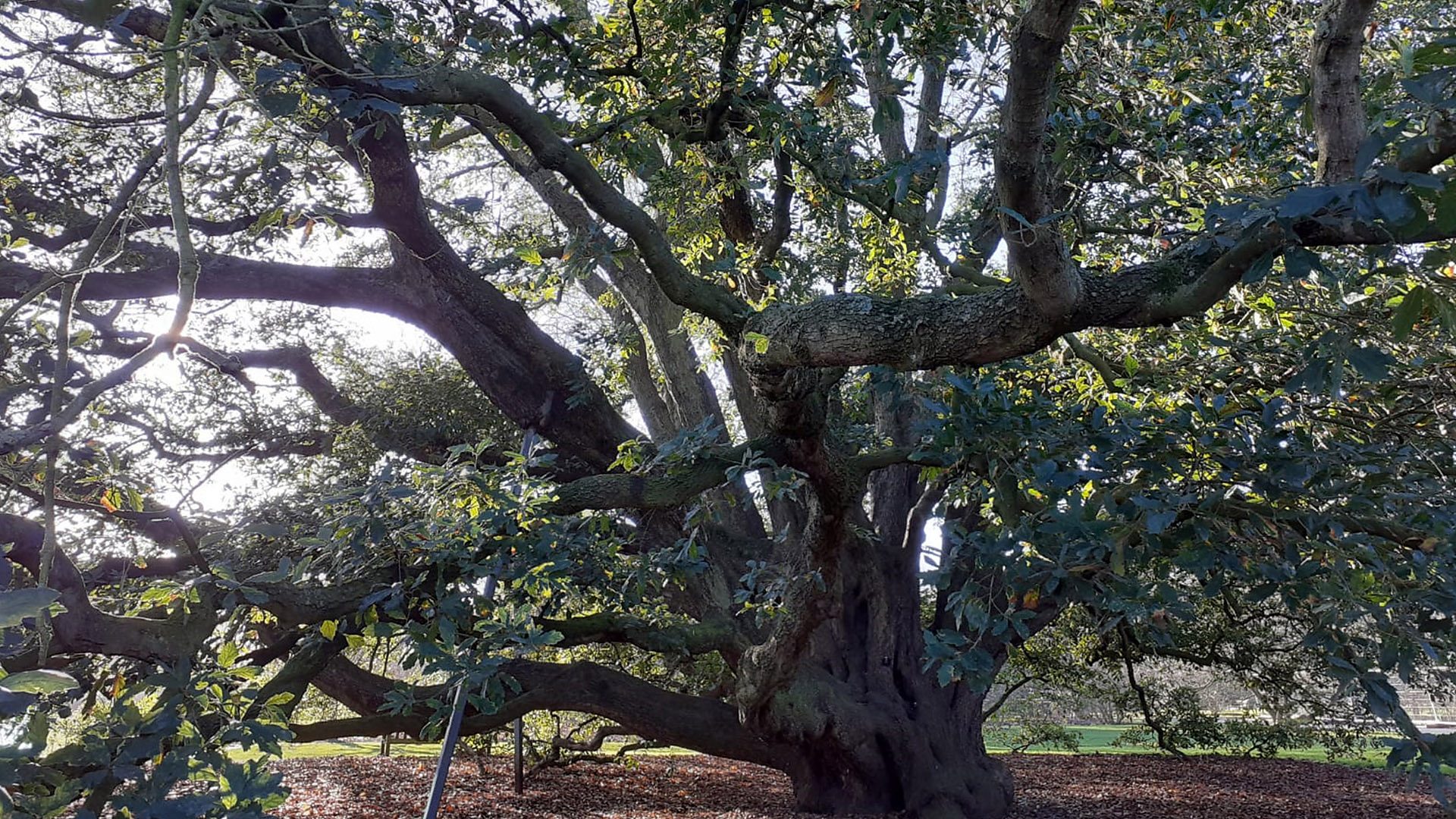 Hiroshima Facts - turner's oak tree