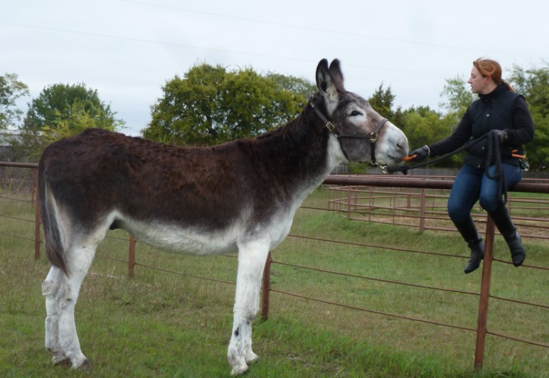 George Washington Facts - The mammoth jack is a huge breed of donkey developed in the US. A pet project of George Washington and its ears can be 33 inches-u/KnightofForestsWild