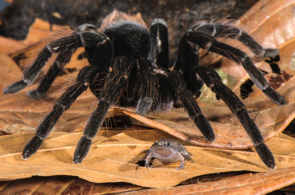 Real Facts - tarantulas keep frogs as pets