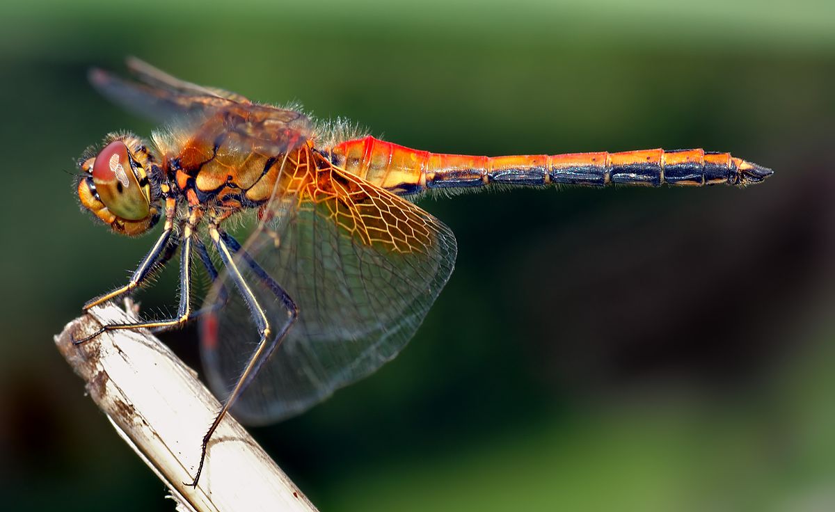 Real Facts - fun facts about dragonfly