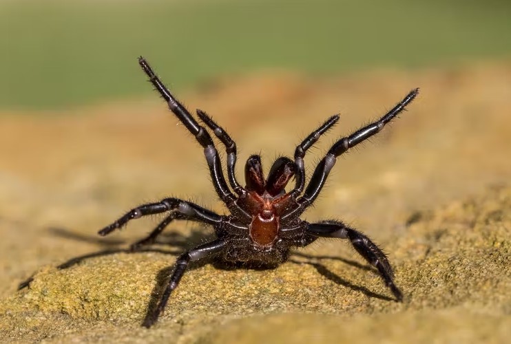 Real Facts - funnel web spider