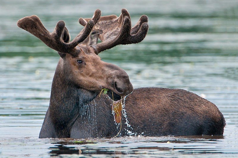 Real Facts - moose diving underwater