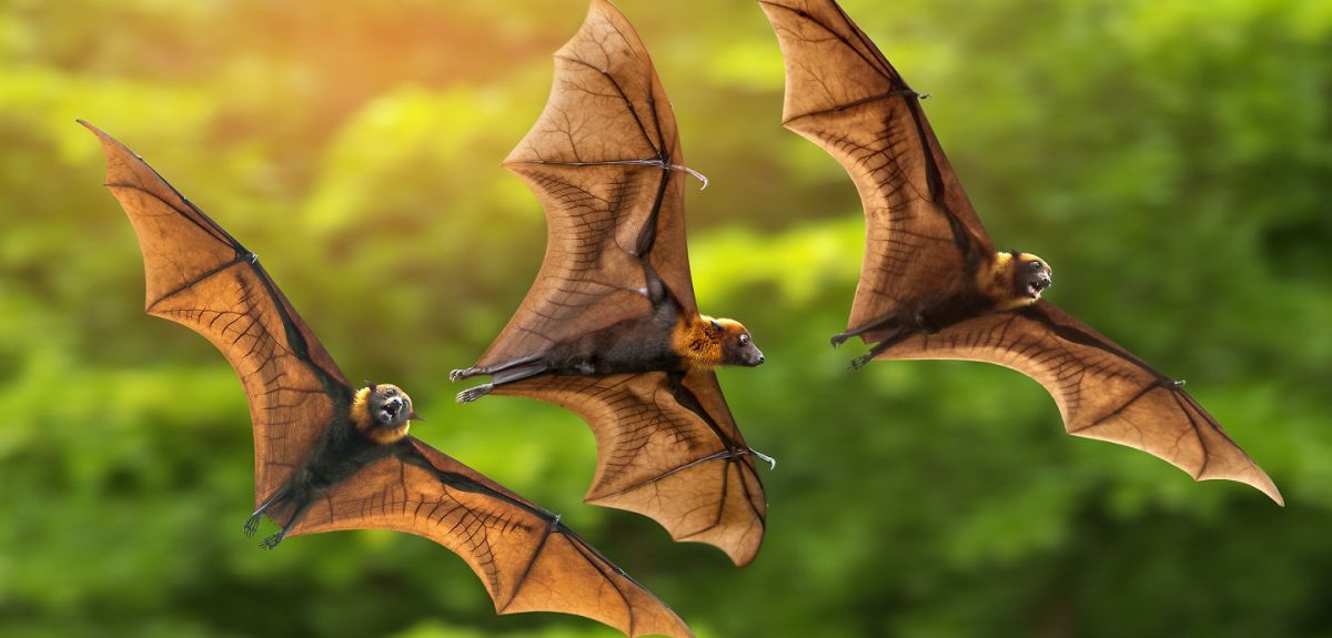Wild Statistics - bats flying