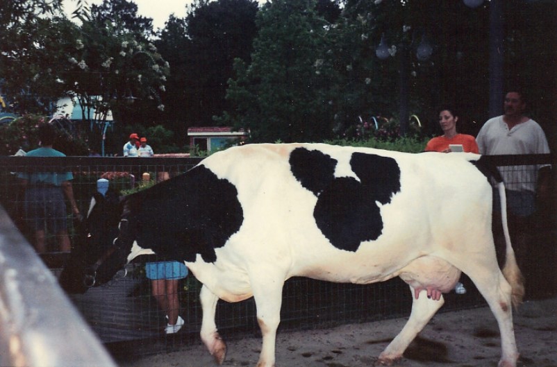 mickey mouse facts - Minnie Moo is a real cow owned by Disney World that had spots that looked like Mickey Mouse.-u/fuzzypurplestuff
