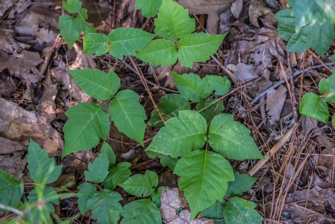 Dumbest Coworker Mistakes - poison ivy