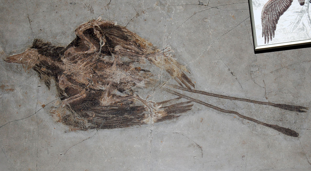 Facts About Confucius - confuciusornis fossils