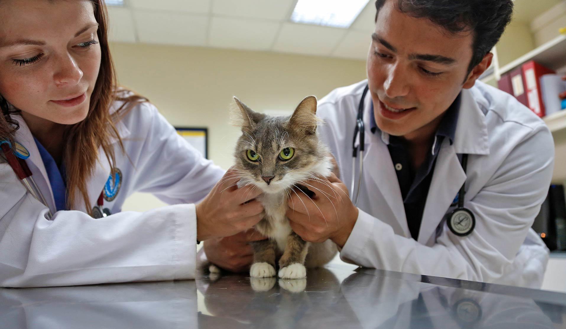 Awesome jobs that actually suck - doctor of veterinary medicine earned