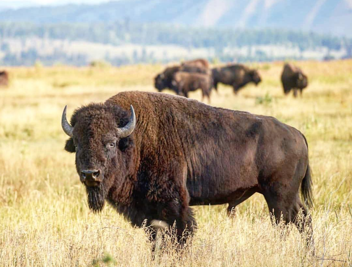 Things Tourists Need to Stop Doing - bison scientific name