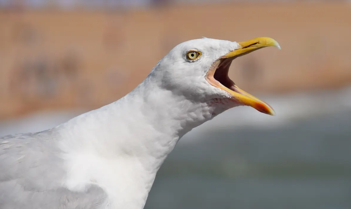 Things Tourists Need to Stop Doing - bird seagull