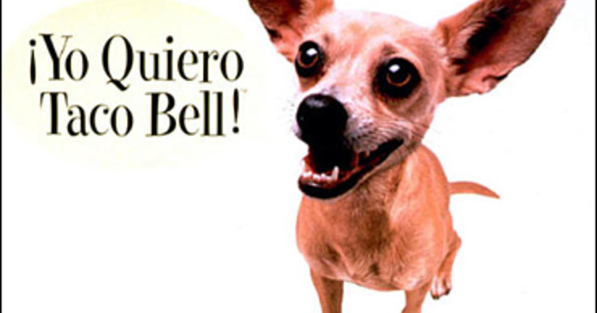 taco bell facts - chihuahua from taco bell - Yo Quiero Taco Bell!