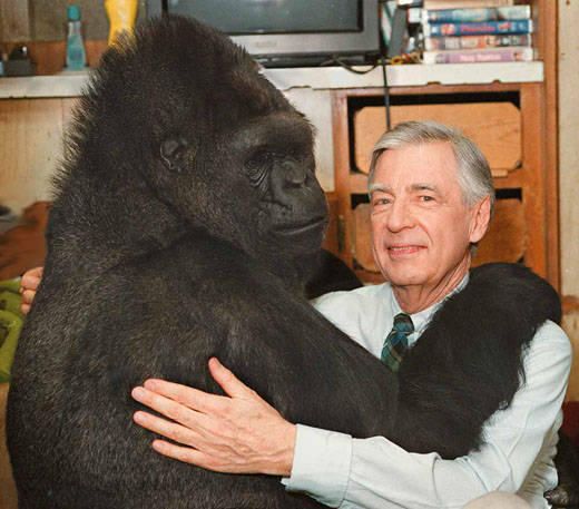 mister rogers facts - koko the gorilla mister rogers