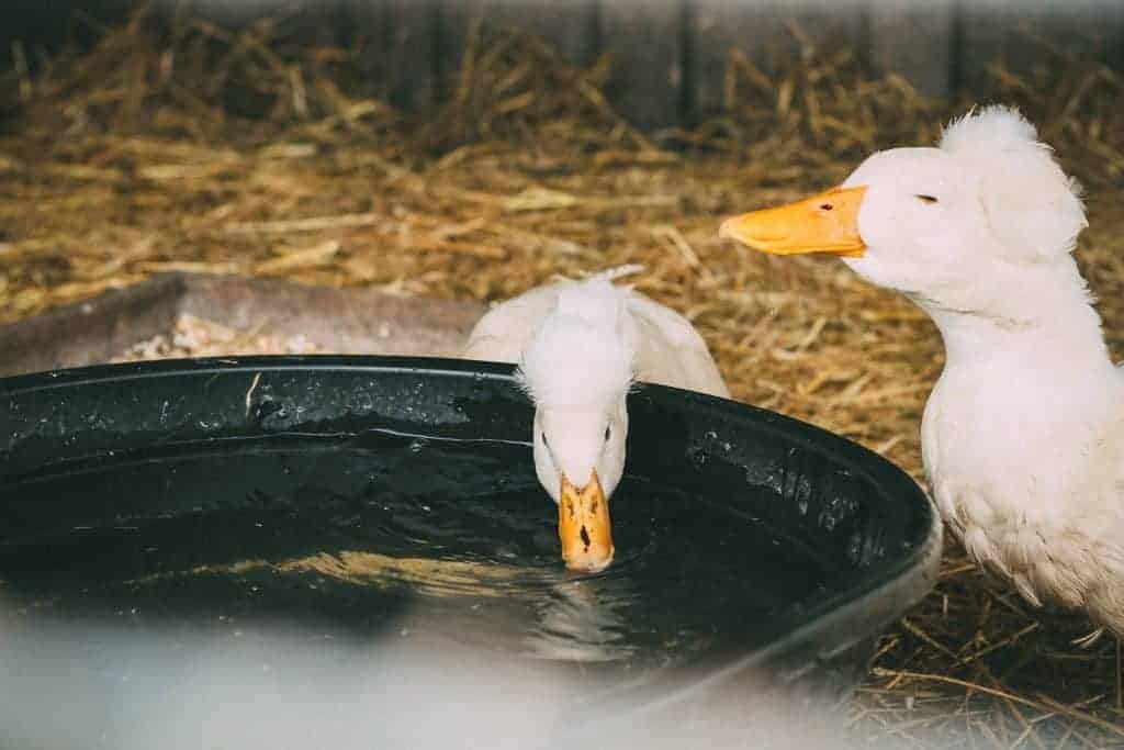 scams people fall for - duck drinking water